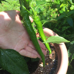 Long Green Pepper, 1P