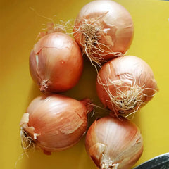 Onions 5P