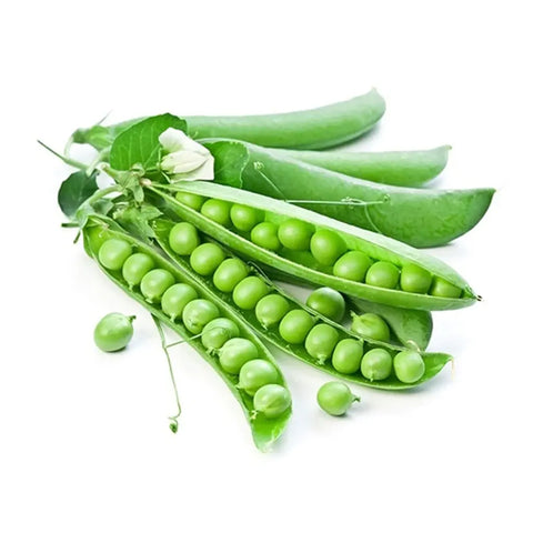 Organic Amish Sugar Beans – 1 lb
