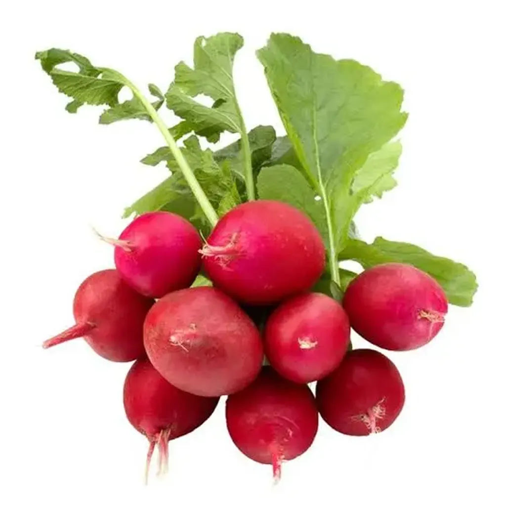 Radish (Bunch)